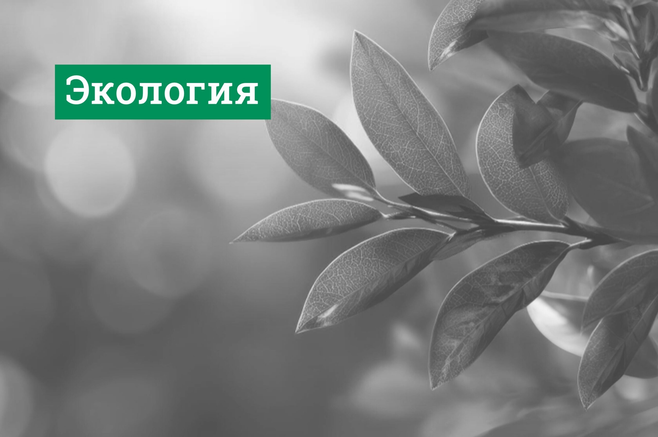 экология